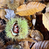 Green and Red Sweet Chestnut Bowl
