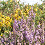 Pink  "Gorse and Heather" Paperweight