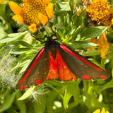 Pair of Cinnabar Moth Coasters