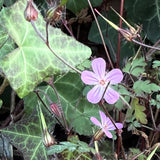 “Hedgerow” Scent Bottle
