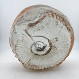Very Large Ammonite  Casting (second)