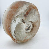 Very Large Ammonite  Casting (second)