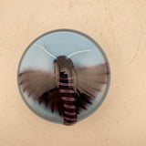 Privit Hawk-moth Paperweight