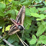 Privit Hawk-moth Paperweight