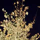 Black and Yellow “Night Walk” Oval Vase