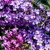 “Buddleia” Scent Bottle