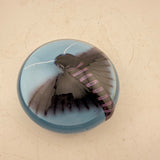 Privit Hawk-moth Paperweight