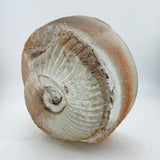 Very Large Ammonite  Casting (second)