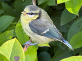 “Bluetit” Glass Bead and Silver Necklace iii 45cm
