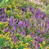 Gorse and Heather Oval Vase