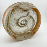 Very Large Ammonite  Casting (second)