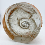 Very Large Ammonite  Casting (second)