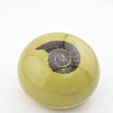 Olive and Black "Ammonite" Paperweight