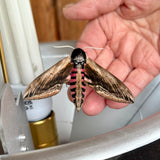 “What Was I Thinking?” Moth Flask (second)