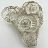 Sand cast Ammonite Sculpture ii