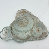 Sand cast Ammonite Sculpture