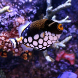 Clown Trigger Fish Black and Yellow Oval Scent Bottle