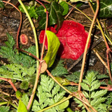 “Elf Cups” Teardrop Shaped Vase ii