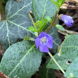 “Hedgerow” Scent Bottle  Periwinkle
