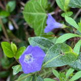 “Hedgerow” Scent Bottle  Periwinkle
