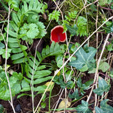 “Elf Cups” Vase