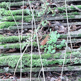 “Stack” Green Oval Flask with Stopper