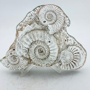 Sand cast Ammonite Sculpture ii