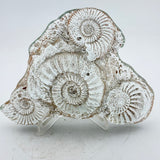 Sand cast Ammonite Sculpture ii