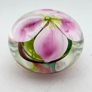Clematis Montana Paperweight