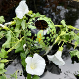 “Climber” (Bindweed!) Black White and Green vase