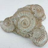 Sand cast Ammonite Sculpture ii