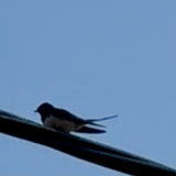 Swallow Paperweight 08.04.25