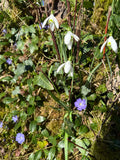 “Hedgerow” Scent Bottle Snowdrops and Periwinkle