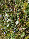 “Hedgerow” Scent Bottle Snowdrops and Periwinkle