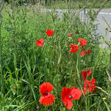 Red Poppy Scent Bottle ii