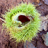 Green and Red Sweet Chestnut Bowl I