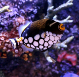 Clown Trigger Fish Black and Yellow Oval  Bud Vase