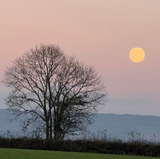 "The Moon Rose Early!" Egg Shaped Vase